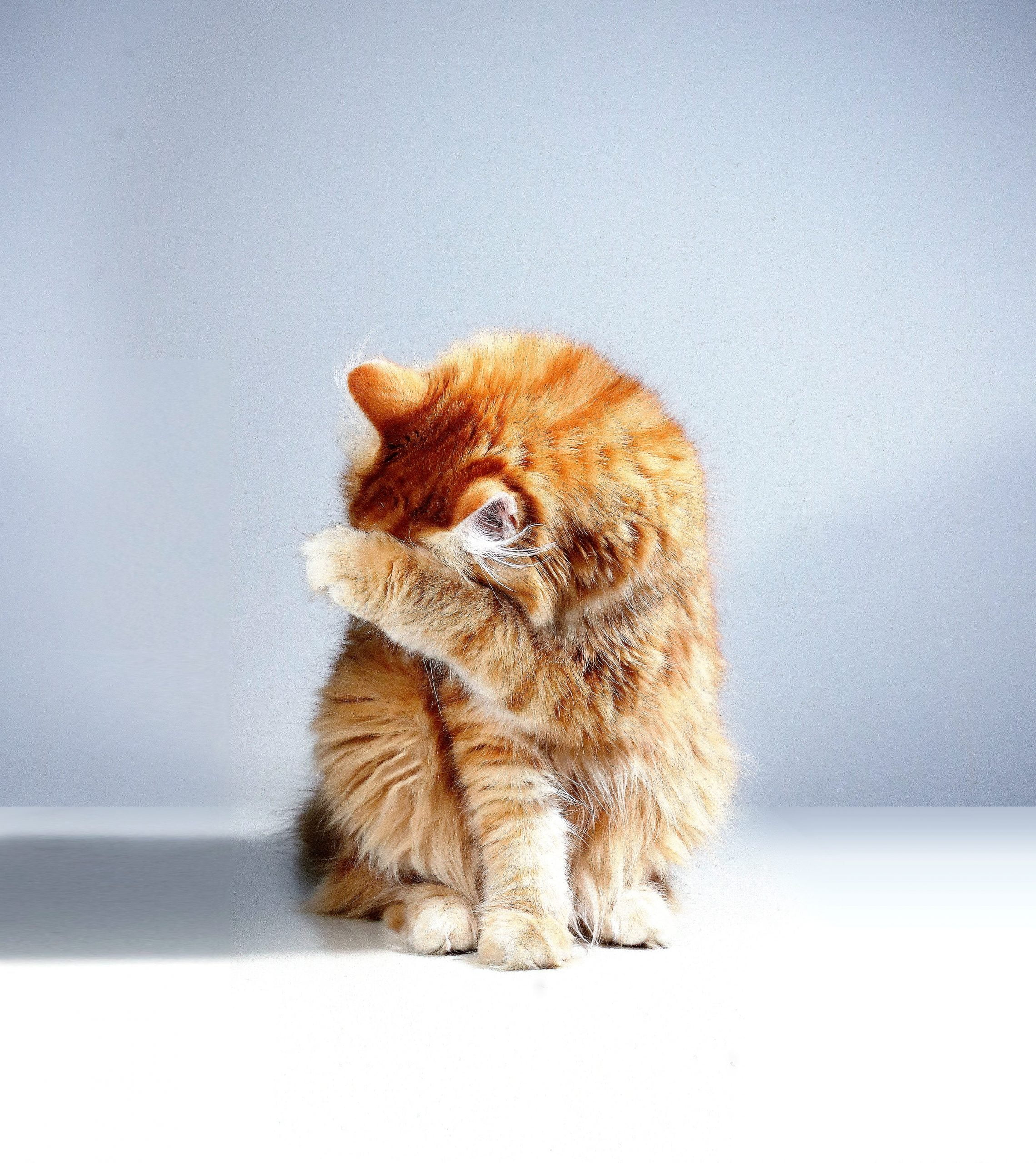 Qué es el "overgrooming" en los gatos y cómo tratarlo