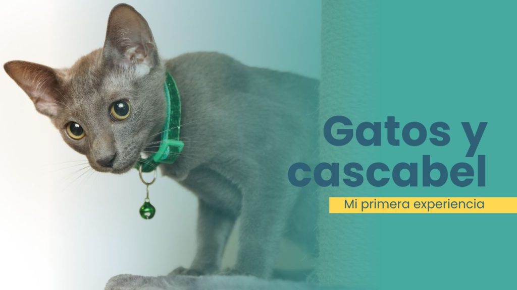Mi experiencia con el cascabel Noa, mi primera gata