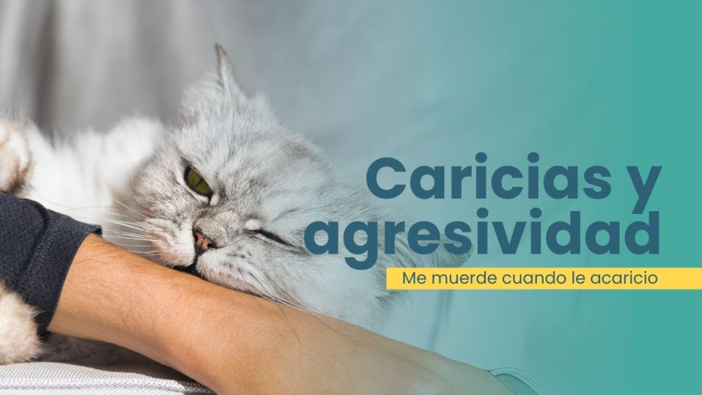 Mi gato me muerde cuando le acaricio