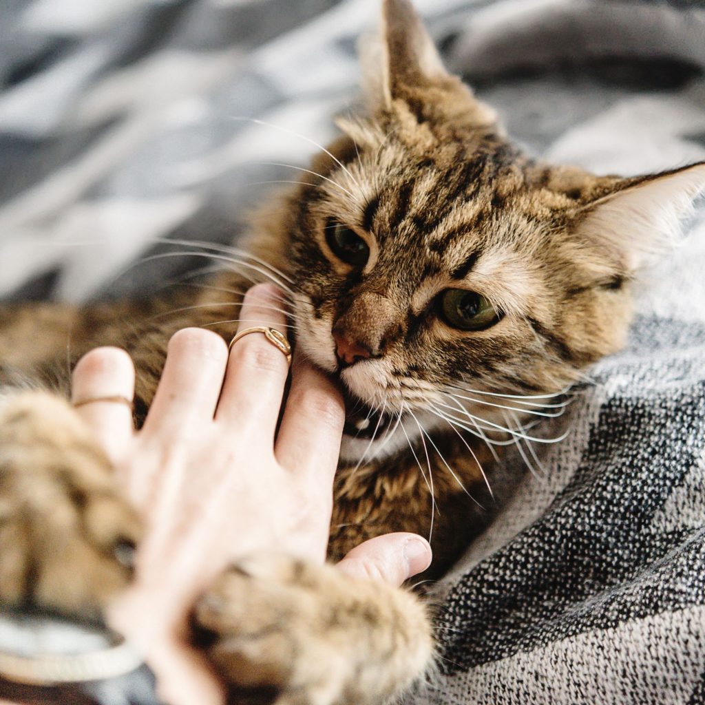 gato dolor caricias