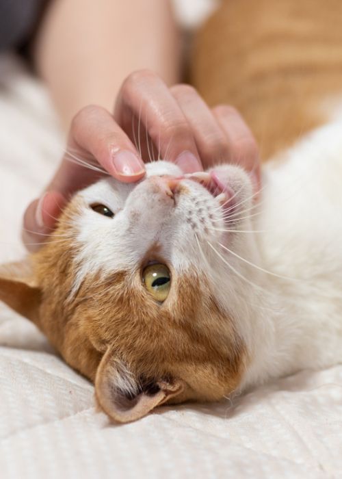 gato no tolera el contacto