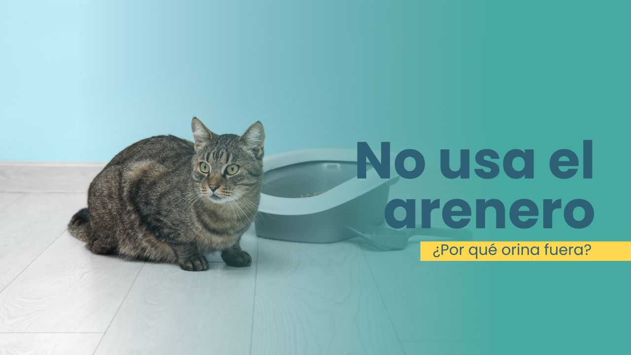 ¿Por qué mi gato no orina en el arenero?