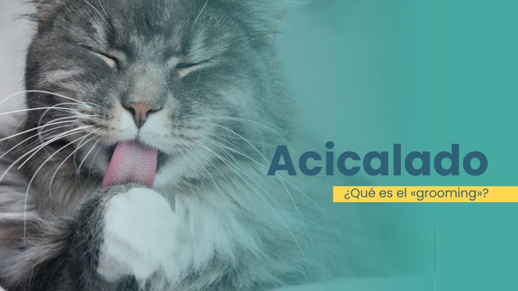 ¿Qué es el grooming y qué indica? El Grooming es el acto de acicalarse