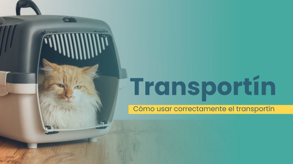 cómo usar correctamente el transportín