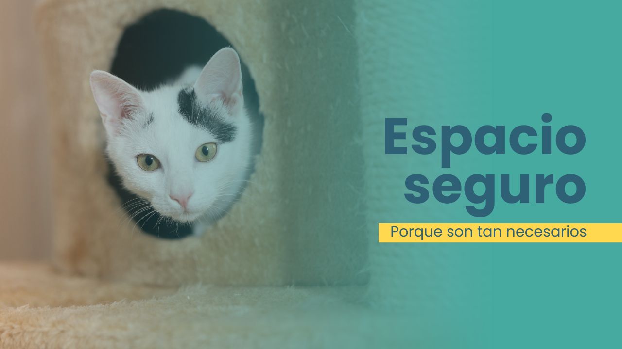 seguridad gato