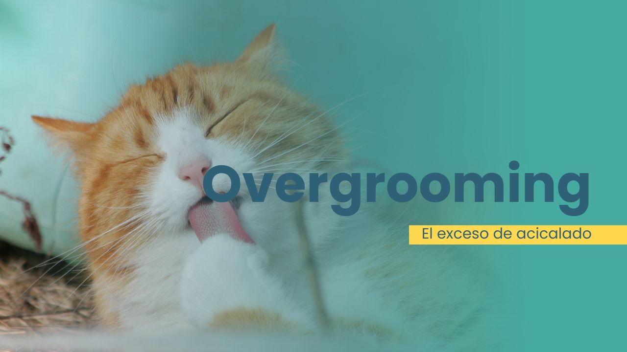 Qué es el "overgrooming" en los gatos y cómo tratarlo