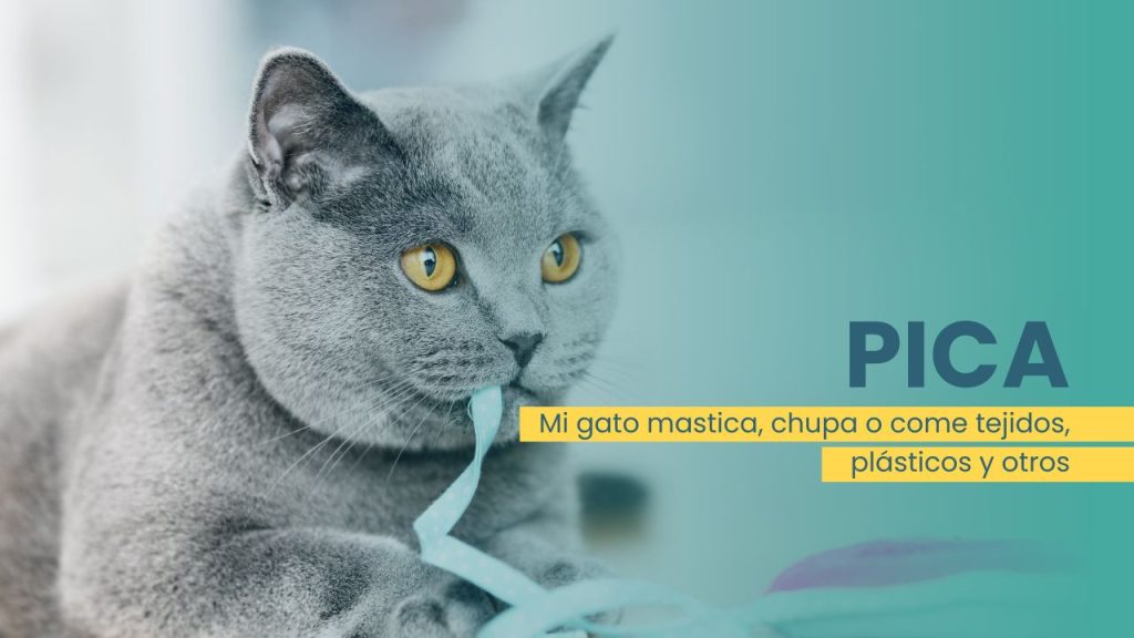 pica trastorno gatos que es