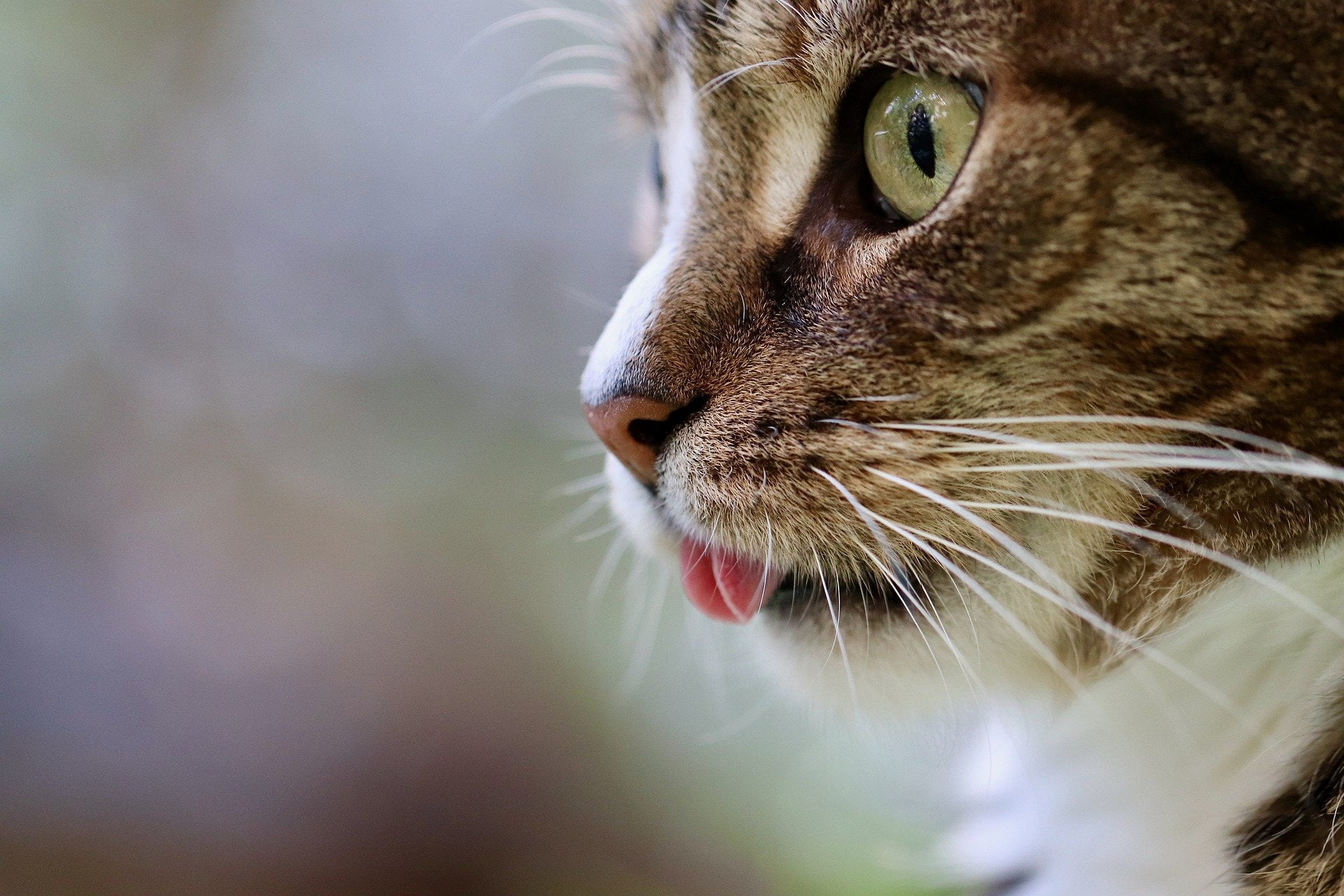 lengua gato
