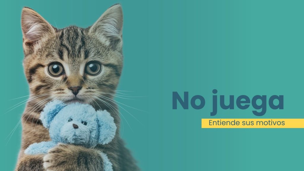 por qué mi gato no juega