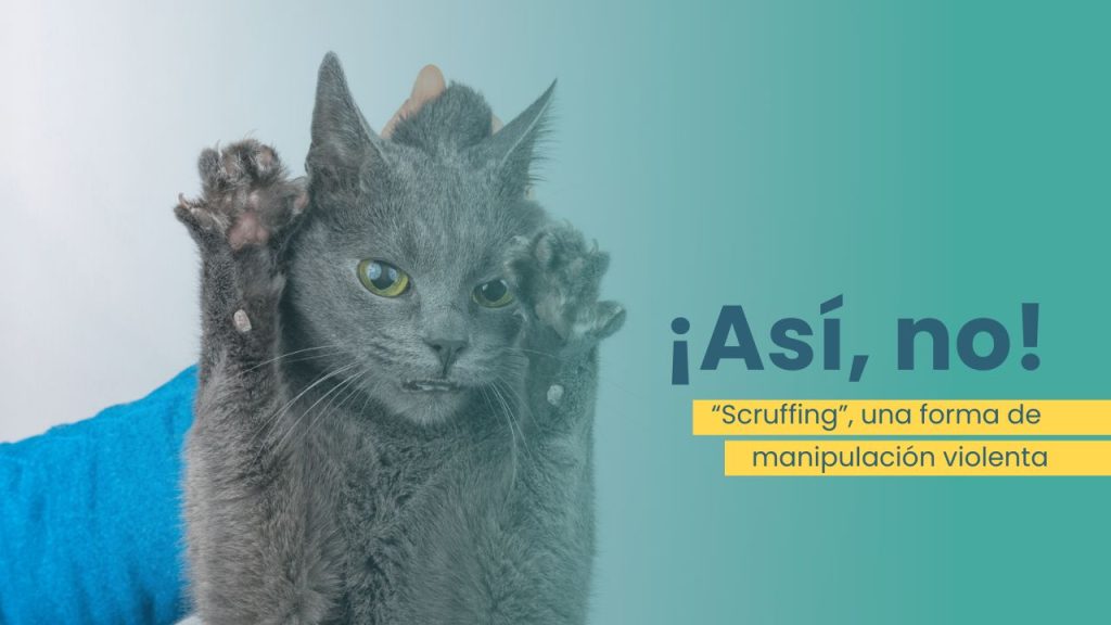 scruffing gatos