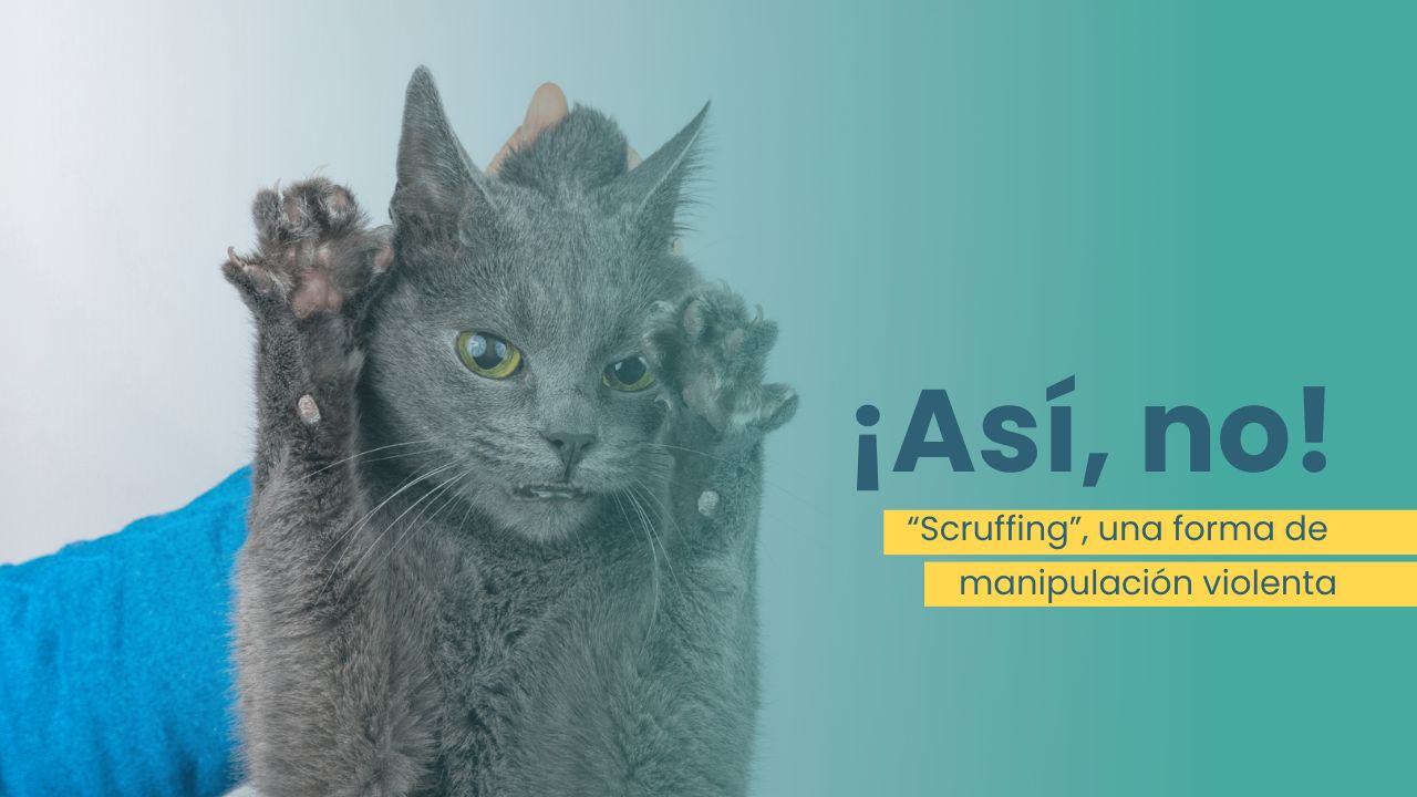 scruffing gatos