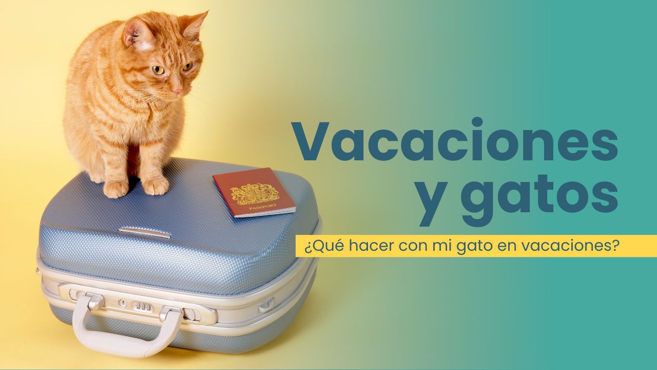 Vacaciones y gatos