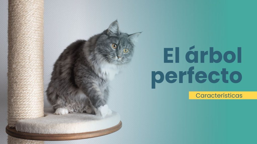 Características del rascador perfecto para gatos