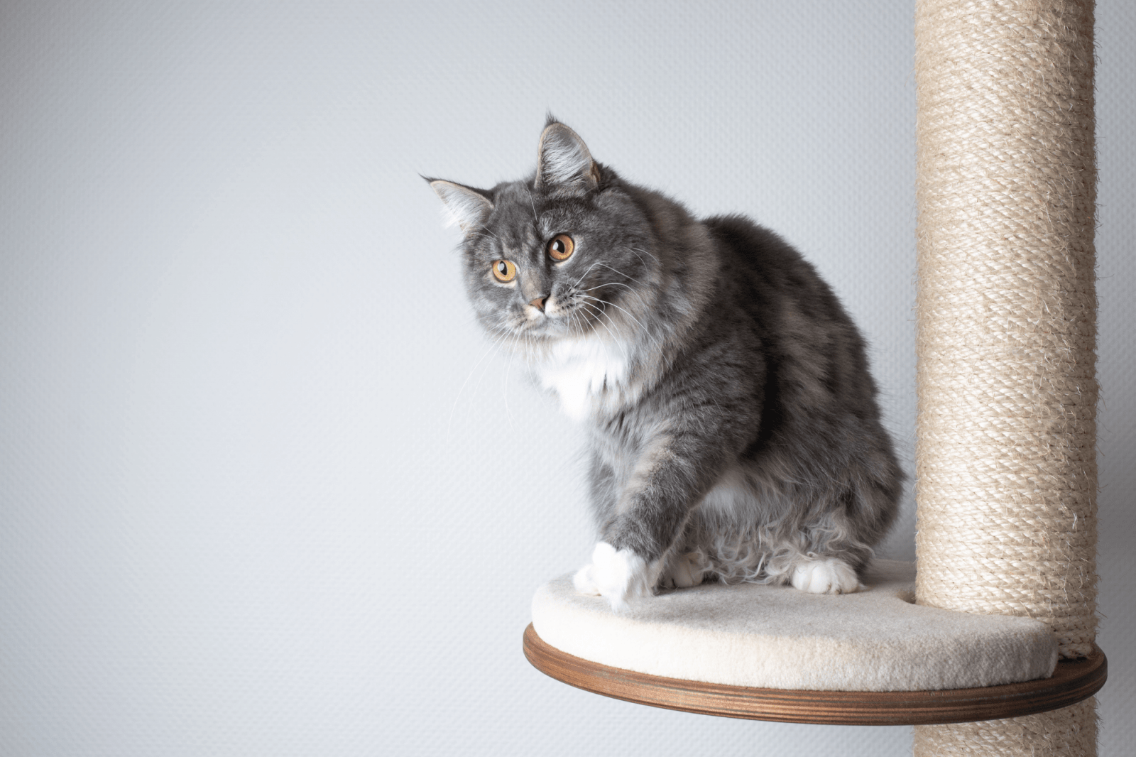 Características del rascador perfecto para gatos