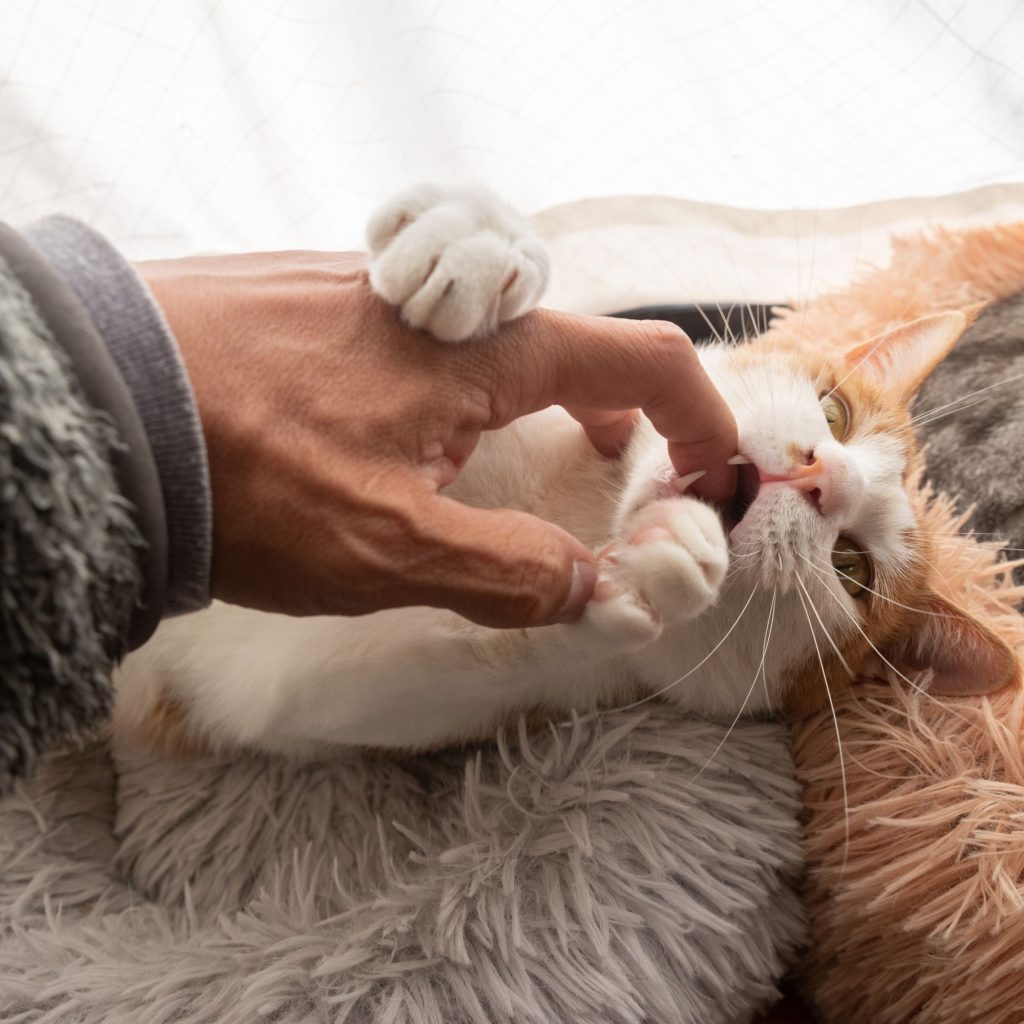 agresividad por juego gatos