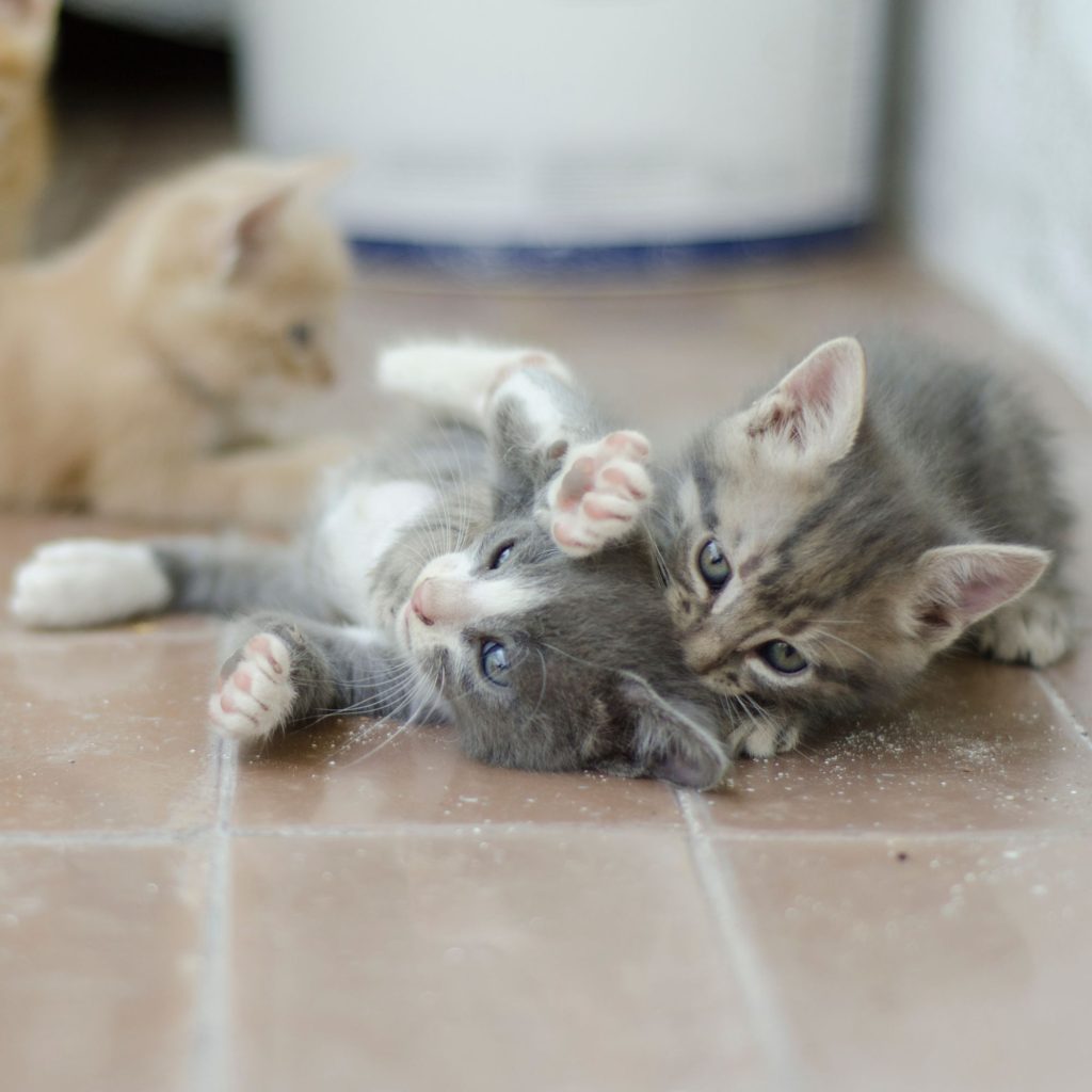 inhibición mordida gatos