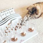 mejores comederos interactivos para gatos
