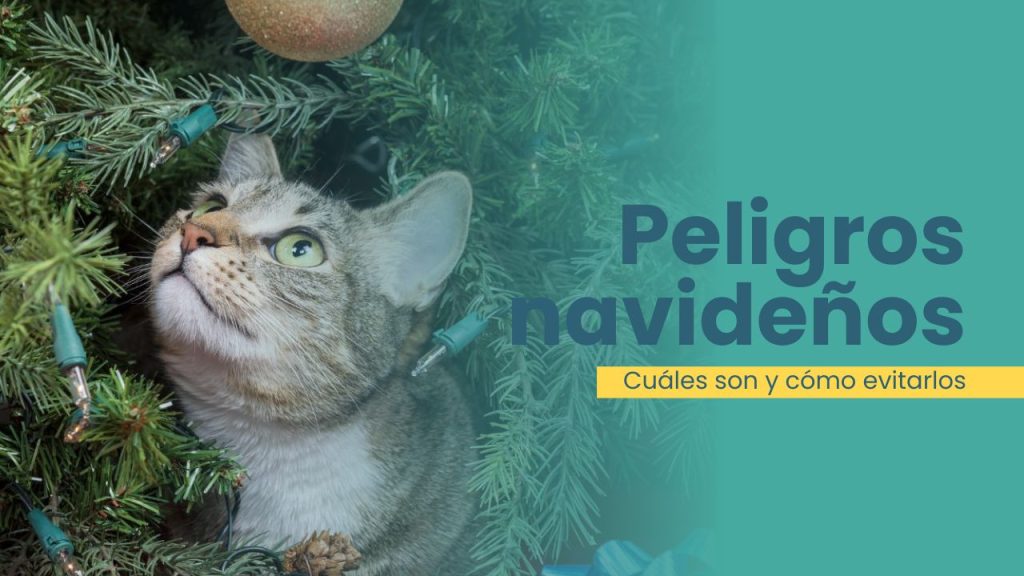 peligros navideños para el gato