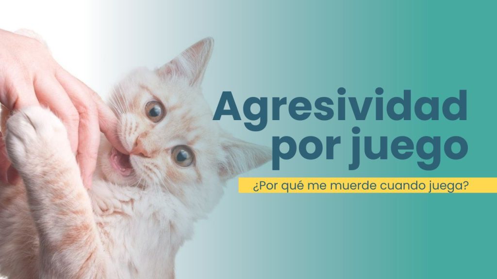 ¿por qué mi gato muerde cuando juega?