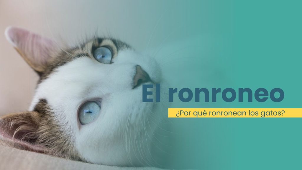 porque ronronean los gatos