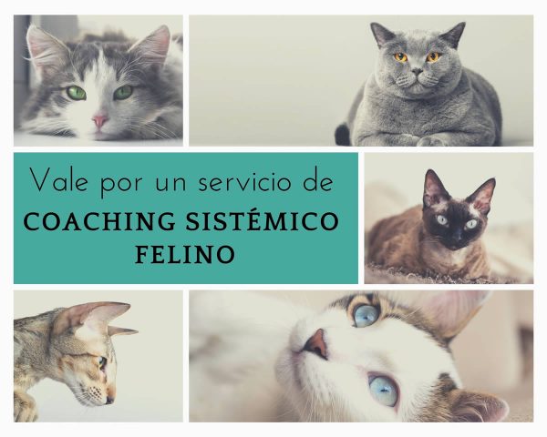 Vale Coaching Sistémico Felino