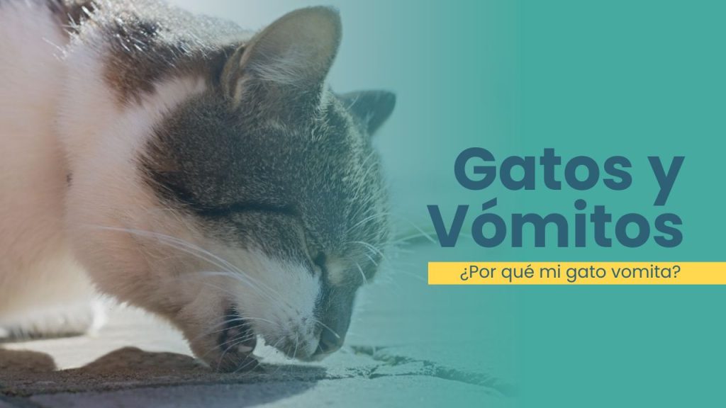 ¿por qué mi gato vomita?