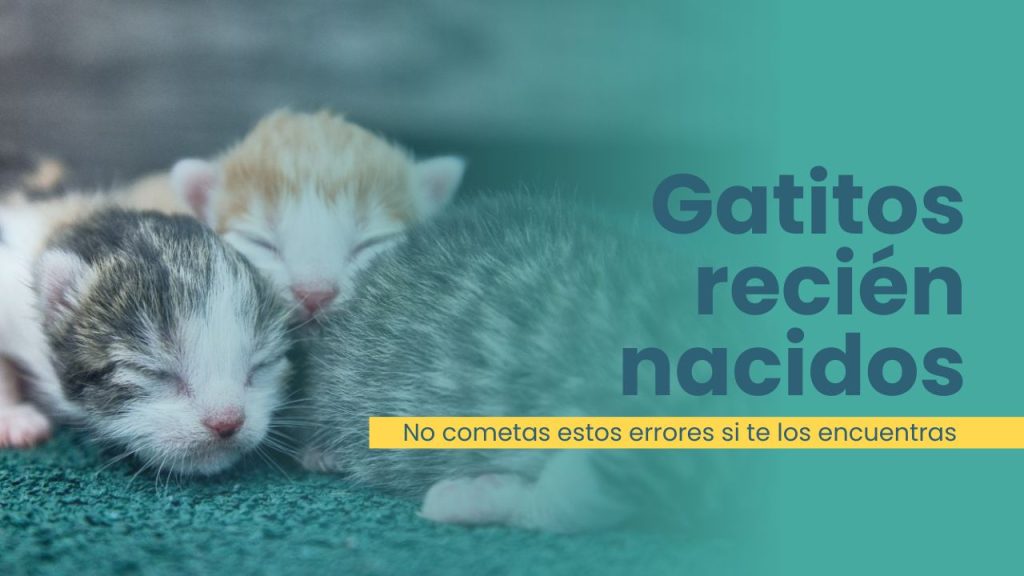 que hacer si te encuentras gatitos recien nacidos