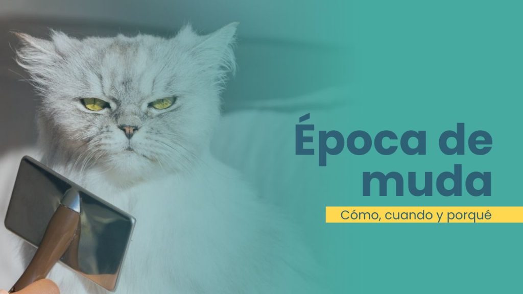¿cómo es la muda de pelo en los gatos?