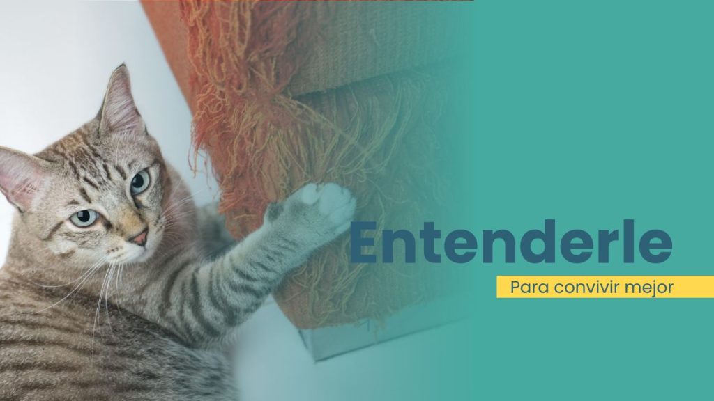 Cómo educar a un gato