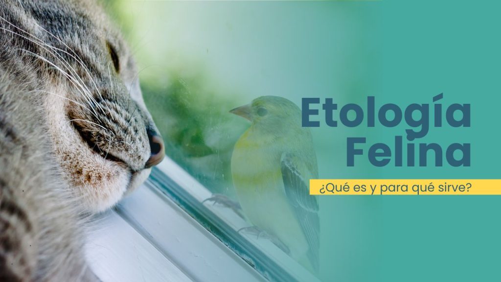 Etología felina, ¿qué es y para qué sirve?