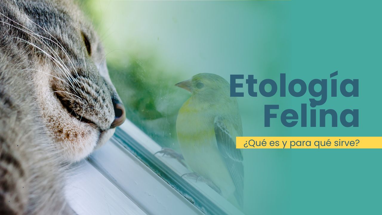 Etología felina, ¿qué es y para qué sirve?