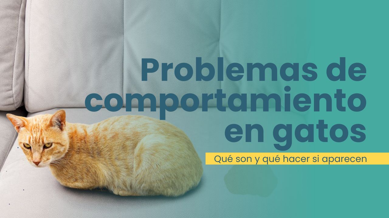 Problemas de comportamiento en gatos