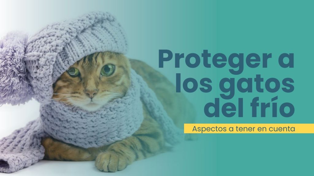 Proteger a los gatos del frío