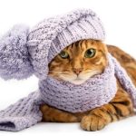 Proteger a los gatos del frío