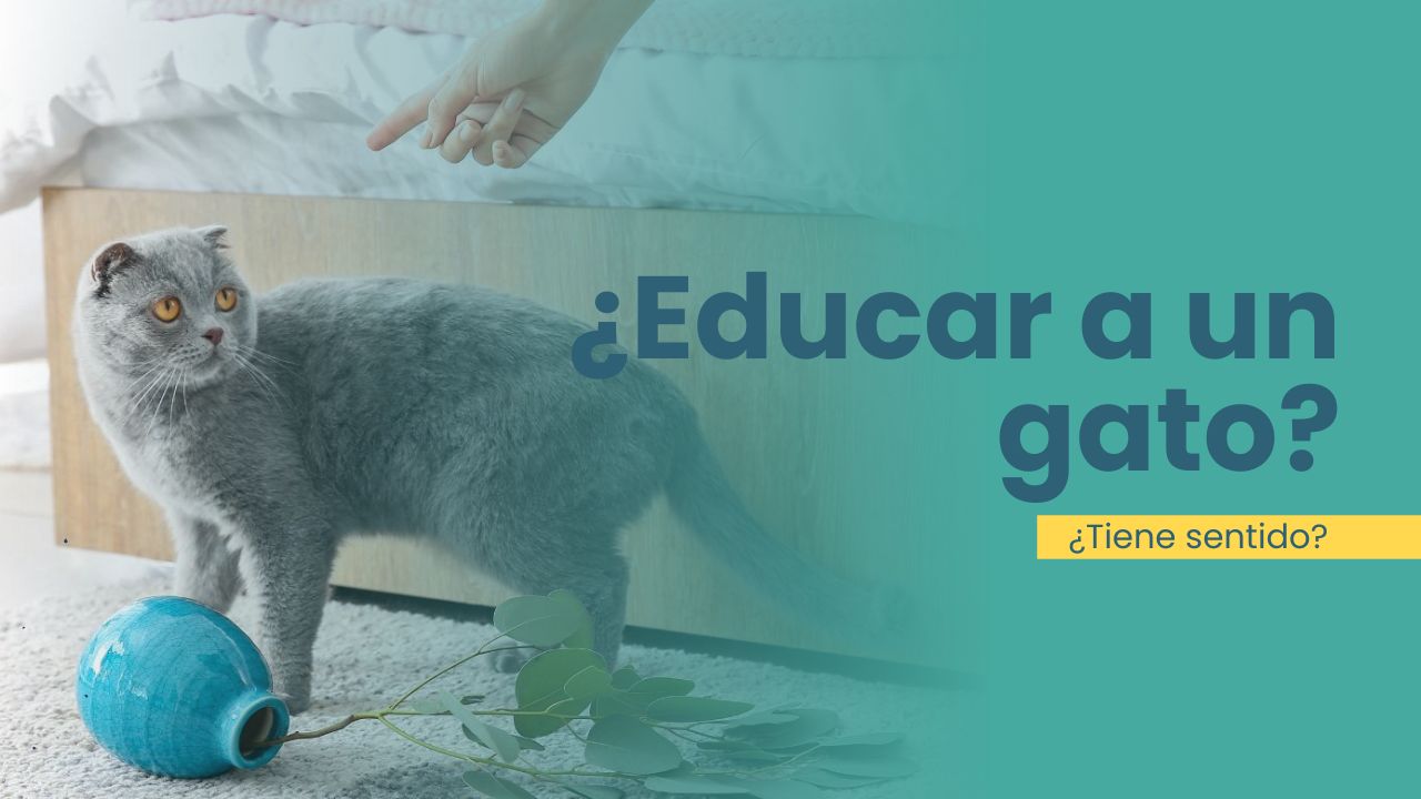 Educador o adiestrador de gatos