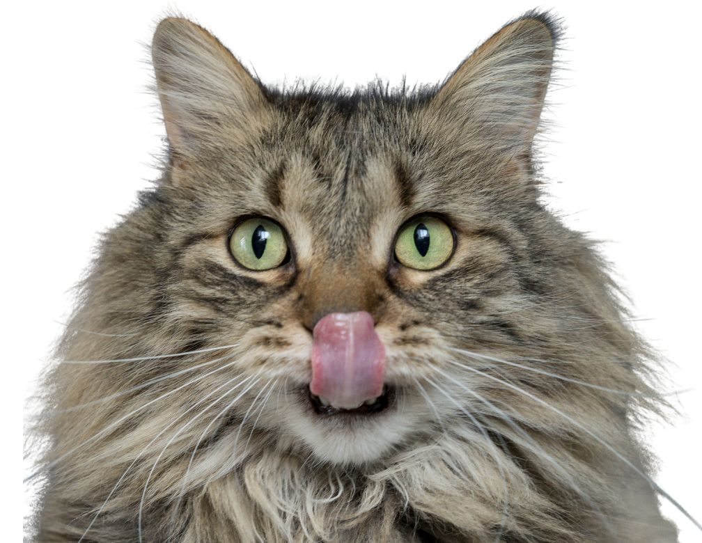 Webinar nutrición felina