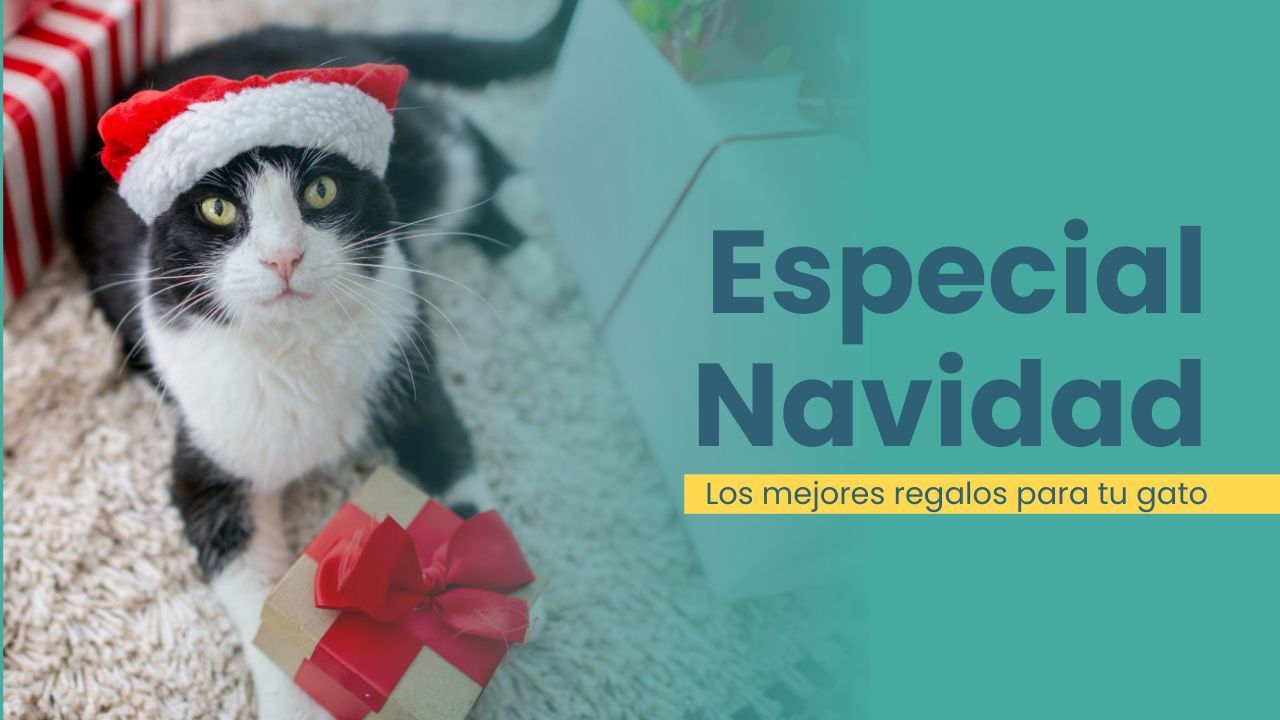 regalos para gatos