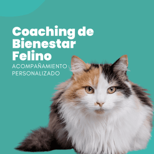 Servicio Coaching de Bienestar Felino