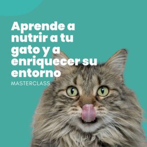 Masterclass: Aprende a nutrir a tu gato y a enriquecer su entorno