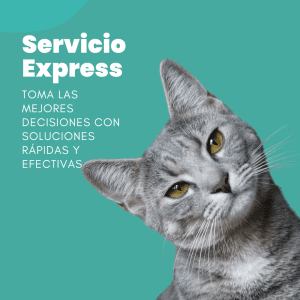 Servicio express