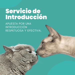 Servicio de Introducción