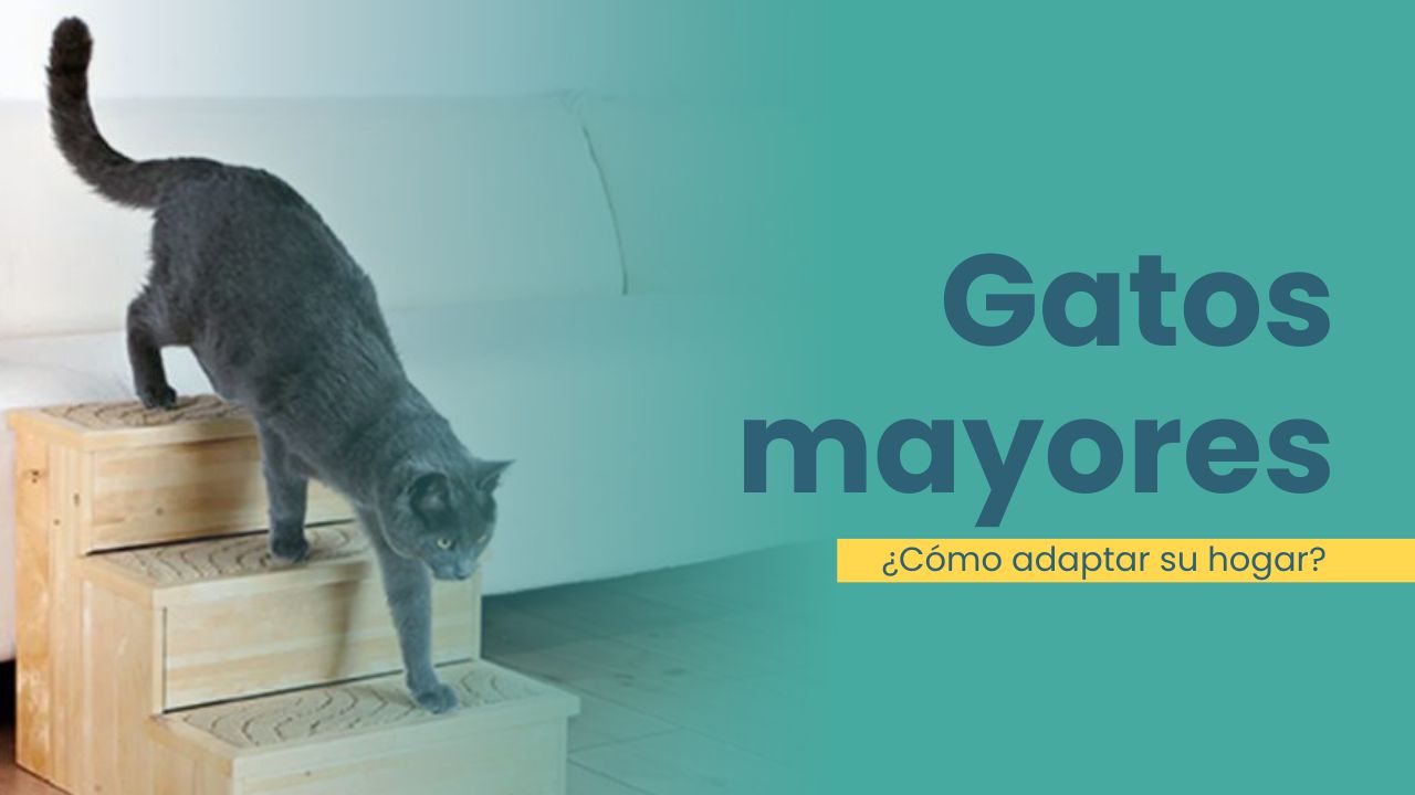adaptar hogar gatos mayores
