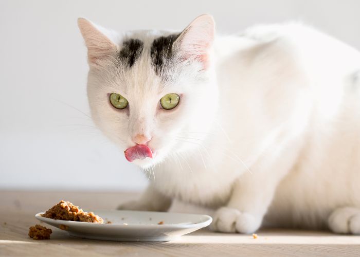 alimentación gatos mayores