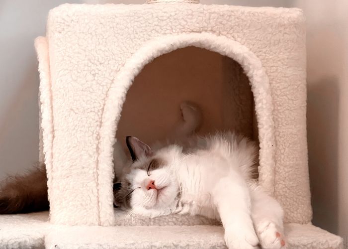 ambientes tranquilos gatos mayores