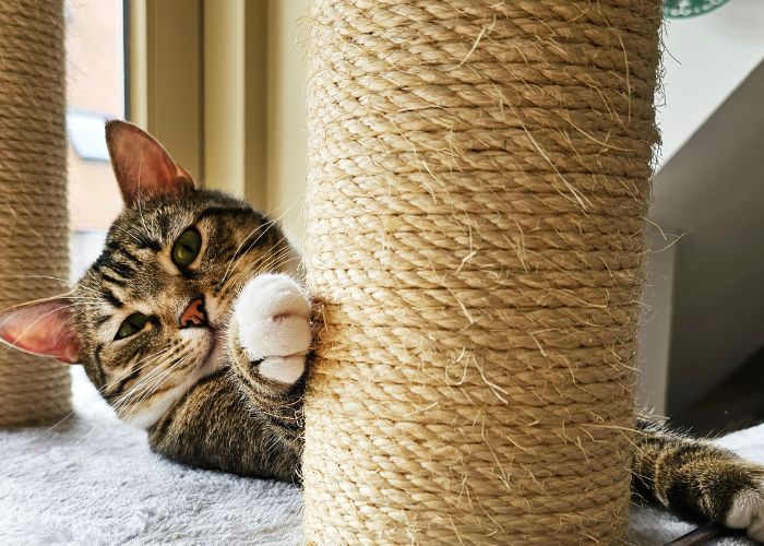 estimulacion gatos mayores