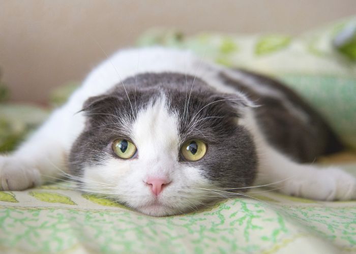 gato deprimido estresado