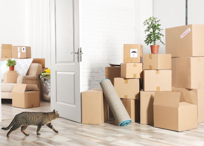 gato estresado mudanza