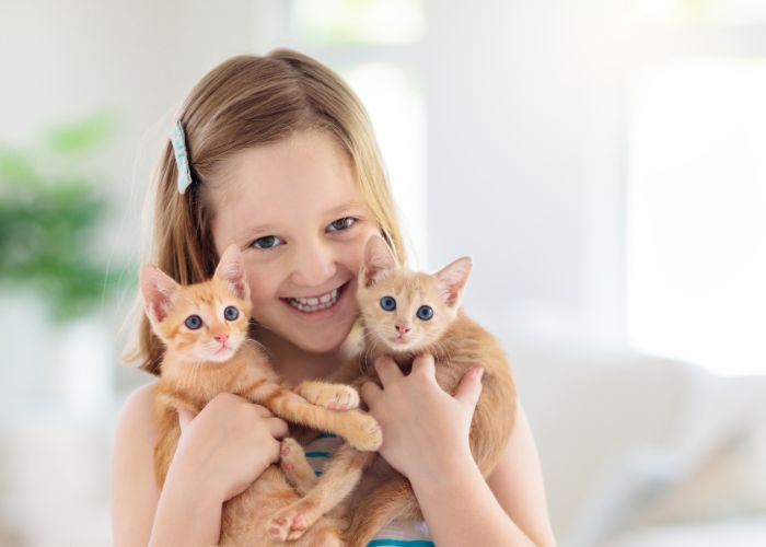 gato mal socializado