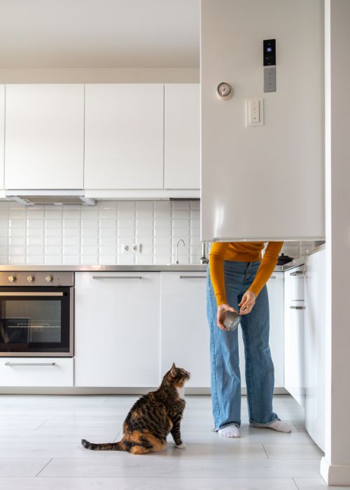 gato maulla por hambre