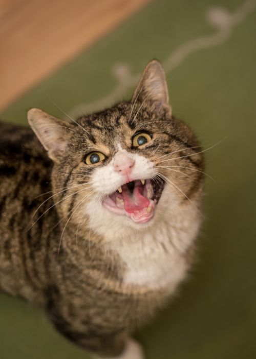 gato maullando dolor